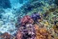 Colorful coral reef with hard corals at the bottom of tropical s