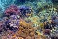 Colorful coral reef with hard corals at the bottom of tropical s