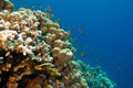 Colorful coral reef with hard corals and fishes anthias at the bottom of tropical sea on blue water background Royalty Free Stock Photo