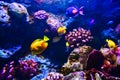 Colorful coral reef with many fishes in aquarium tank Royalty Free Stock Photo