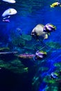 Colorful coral reef with many fishes in aquarium tank Royalty Free Stock Photo