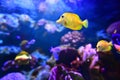 Colorful coral reef with many fishes in aquarium tank Royalty Free Stock Photo