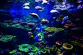 Colorful coral reef with many fishes in aquarium tank Royalty Free Stock Photo