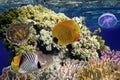 Colorful coral reef with many fishes and sea turtle. Royalty Free Stock Photo