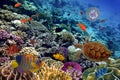 Colorful coral reef with many fishes and sea turtle Royalty Free Stock Photo