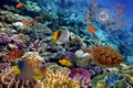Colorful coral reef with many fishes and sea turtle Royalty Free Stock Photo