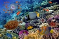 Colorful coral reef with many fishes and sea turtle Royalty Free Stock Photo