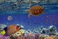 Colorful coral reef with many fishes and sea turtle Royalty Free Stock Photo