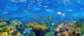Colorful coral reef with many fishes and sea turtle. The people at snorkeling underwater tour at the Caribbean Sea at