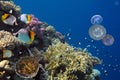 Colorful coral reef with many fishes and sea turtle. Red Sea Royalty Free Stock Photo