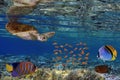 Colorful coral reef with many fishes and sea turtle. Red Sea Royalty Free Stock Photo