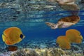 Colorful coral reef with many fishes and sea turtle. Red Sea Royalty Free Stock Photo