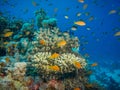 Colorful coral reef Royalty Free Stock Photo