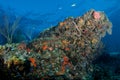 Colorful Coral Reef Outcropping