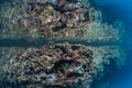 Colorful Coral Reef in Palau`s Calm Lagoon Royalty Free Stock Photo