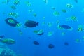 Abudefduf vaigiensis. School of tropical fish on the corals of the Red Sea