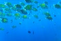 Abudefduf vaigiensis. School of tropical fish on the corals of the Red Sea Royalty Free Stock Photo