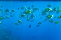 Abudefduf vaigiensis. School of tropical fish on the corals of the Red Sea