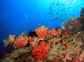 Colorful Coral Reef Royalty Free Stock Photo