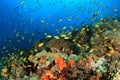 Coral Reef Pescador Island Royalty Free Stock Photo