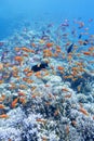 Colorful coral reef with shoal of fishes anthias in tropical sea Royalty Free Stock Photo