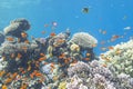 Colorful coral reef with shoal of fishes anthias in tropical sea Royalty Free Stock Photo