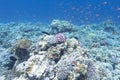 Colorful coral reef with shoal of fishes anthias in tropical sea Royalty Free Stock Photo