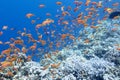 Colorful coral reef with shoal of fishes anthias in tropical sea