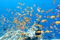 Colorful coral reef with shoal of fishes anthias in tropical sea, underwater Royalty Free Stock Photo