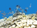Colorful coral reef with shoal of fishes damselfish, underwater