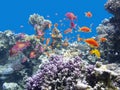 Colorful coral reef with shoal of fishes scalefin anthias at the bottom of tropical sea Royalty Free Stock Photo