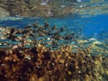 colorful coral reef with shoal of fishes scalefin anthias in tropical sea Royalty Free Stock Photo