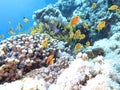 Colorful coral reef with shoal of fishes scalefin anthias in tropical sea Royalty Free Stock Photo