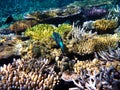 Colorful coral reef with a tropical blue fish swimming in the Great Barrier Reef