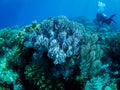 Colorful coral reef, underwater photo, diver in the background, Philippines