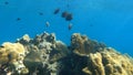 Colorful Coral reefs with schools of redtail butterflyfish in Surin islands national park, Phang Nga, Thailand