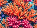 Colorful corals background.