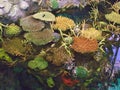 Colorful corals and fish in the Oceanarium in Lisbon, Portugal. Royalty Free Stock Photo
