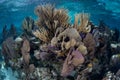 Colorful Corals Growing on Caribbean Reef Royalty Free Stock Photo