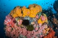 Colorful Corals in Indonesia Royalty Free Stock Photo