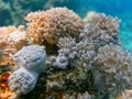 colorful corals in the sea
