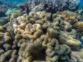 Colorful corals in shallow water at Outer Barrier Reef - Great Barrier Reef Australia Royalty Free Stock Photo