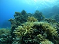 Colorful corals and small exotic fishes at the bottom of the Red sea in Egypt Royalty Free Stock Photo