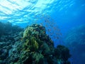 Colorful corals and small exotic fishes at the bottom of the Red sea in Egypt Royalty Free Stock Photo