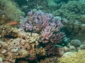 Colorful corals and small exotic fishes at the bottom of the Red sea in Egypt Royalty Free Stock Photo