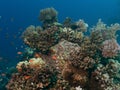 Colorful corals and small exotic fishes at the bottom of the Red sea in Egypt Royalty Free Stock Photo