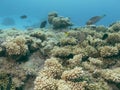 Colorful corals and small exotic fishes at the bottom of the Red sea in Egypt Royalty Free Stock Photo