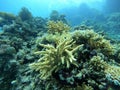 Colorful corals and small exotic fishes at the bottom of the Red sea in Egypt Royalty Free Stock Photo