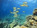 Colorful corals and small exotic fishes at the bottom of the Red sea in Egypt Royalty Free Stock Photo