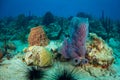 Colorful corals, sponges and sea fans in caribbean sea with sun backlight in blue ocean